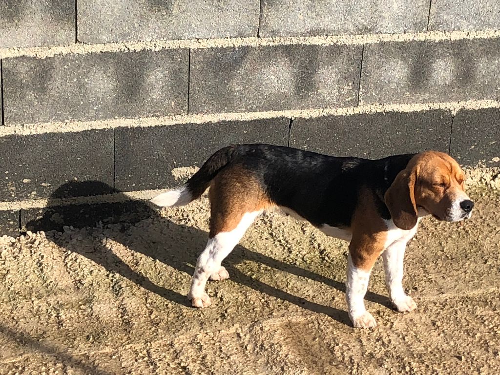 Mitaine Des Hauts De Milhac