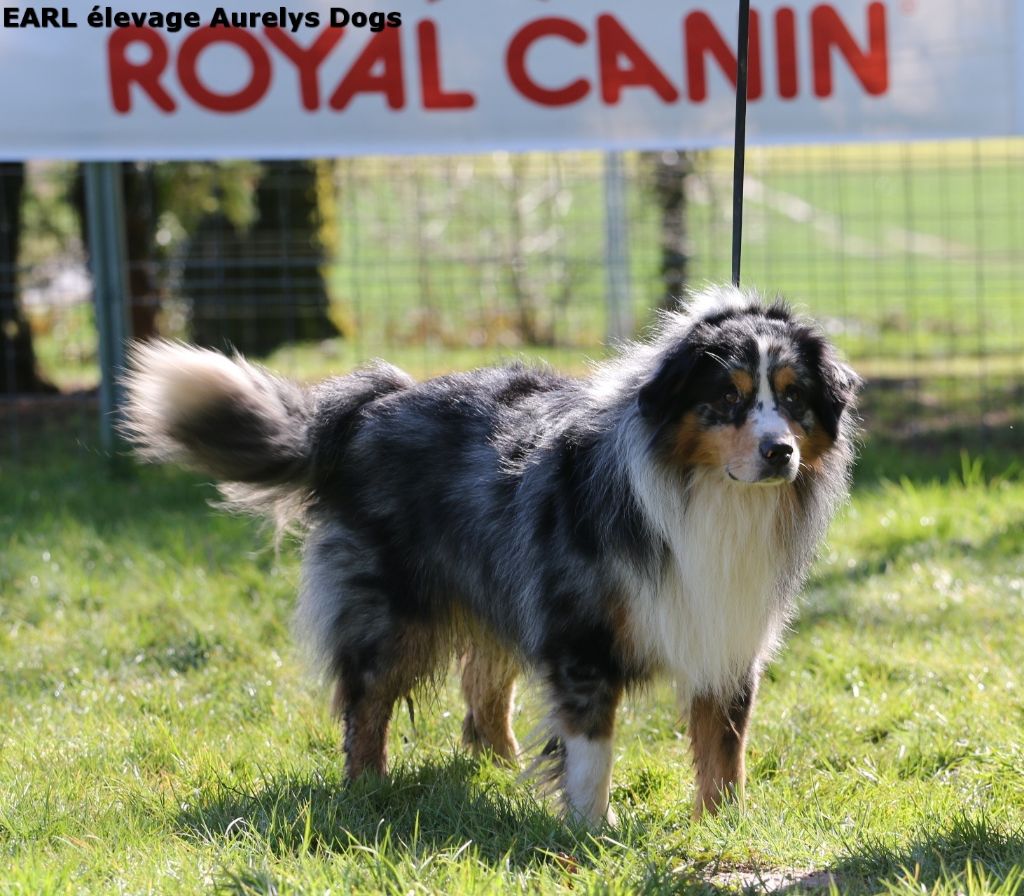 Publication : Aurely's Dogs Auteur : EARL élevage Aurelys Dogs