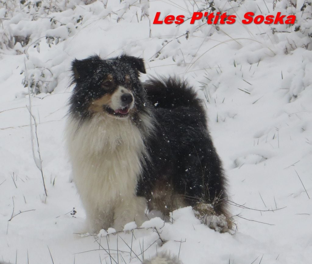 Publication : Des Ptits Soska Auteur : Les Ptits Soska