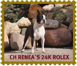 CH. renea's 24k rolex