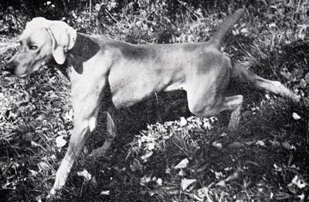 TR. CH. Bert von der harrasburg