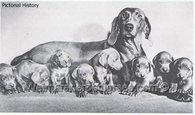 grafmar's silver Dusk