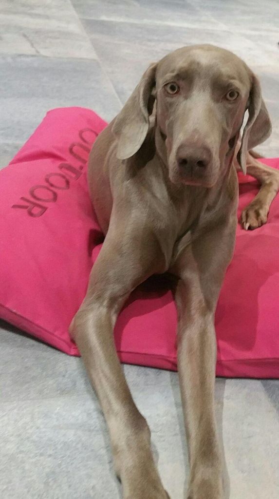 Publication : De lovely glasgow 