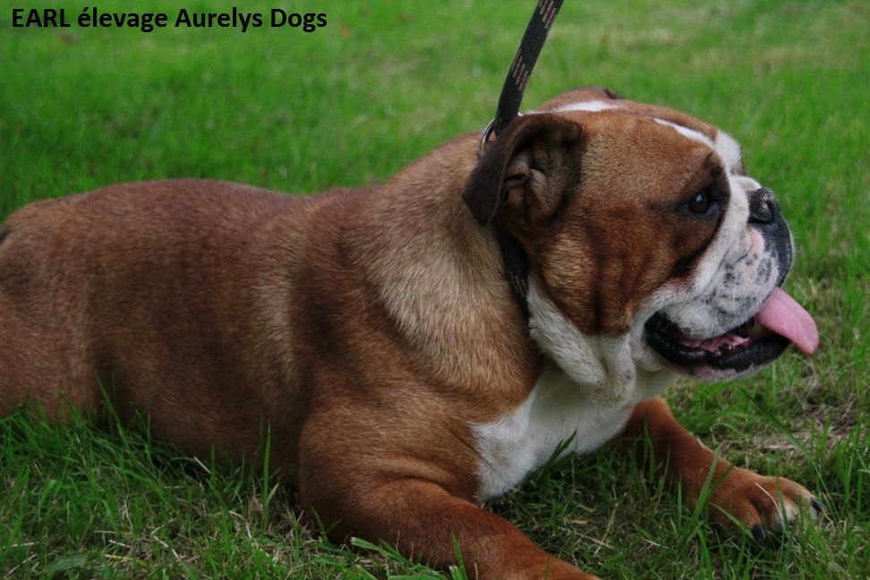Publication : Aurely's Dogs Auteur : EARL élevage Aurelys Dogs