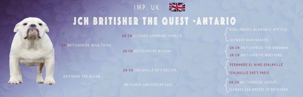 CH. britisher The ouest - antario