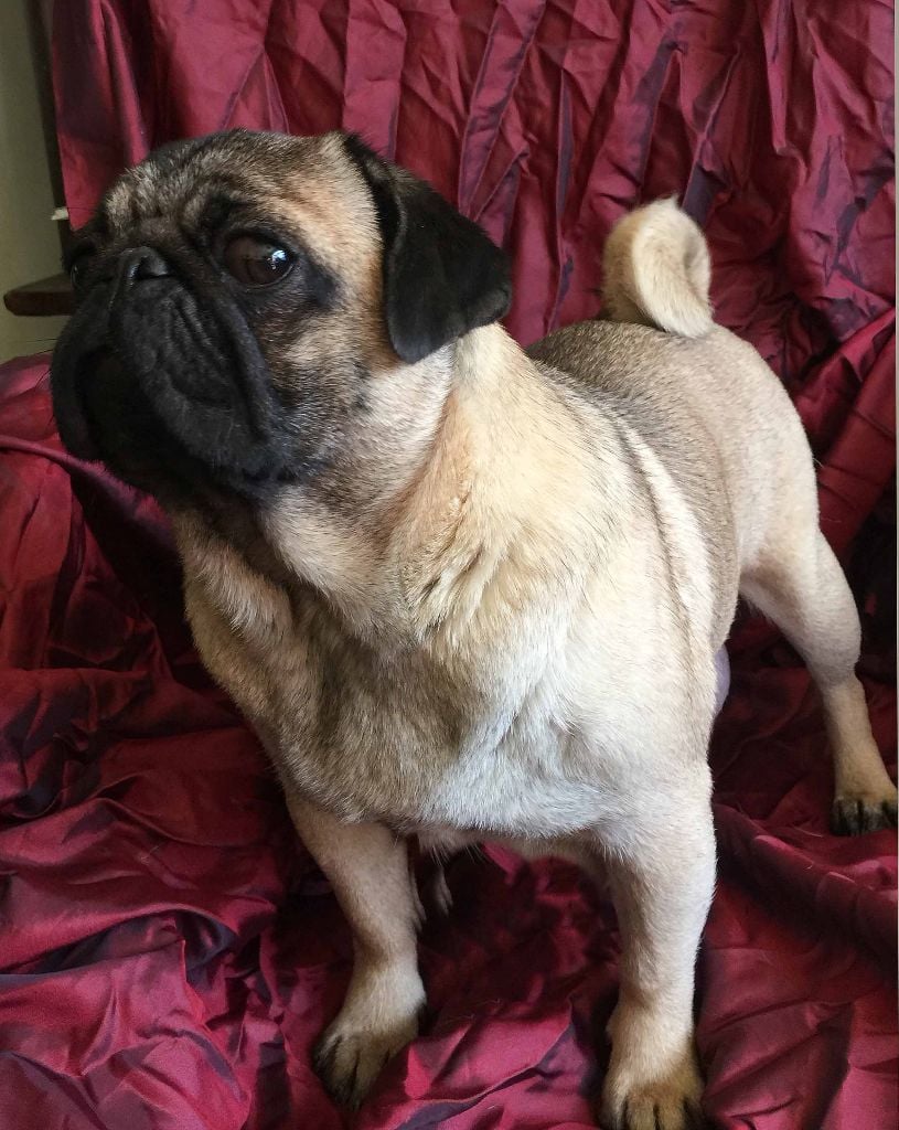 Mimi bubble io bellerophon