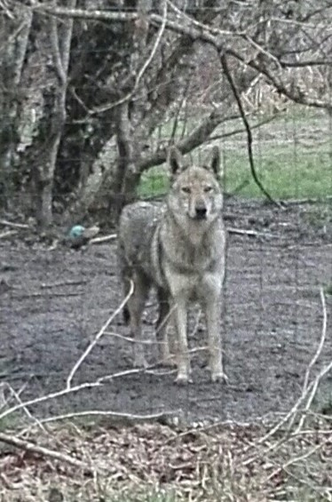 Publication : Les gardiens de la tulierie 
