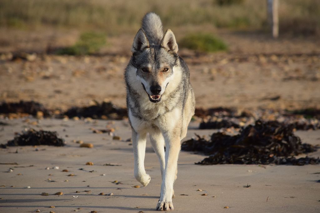Izaak des loups d'Akairo