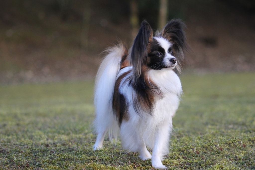 Nouméa lady du Pre Mely de Laureden