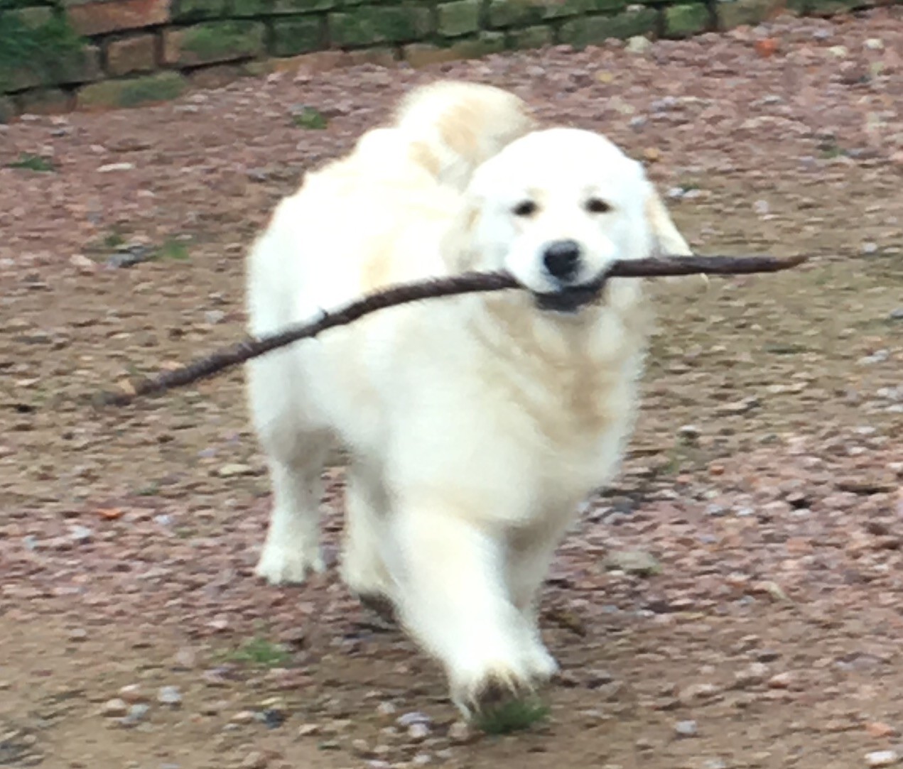 Publication : Du Ruisseau De La Groseille Auteur : Pichard 