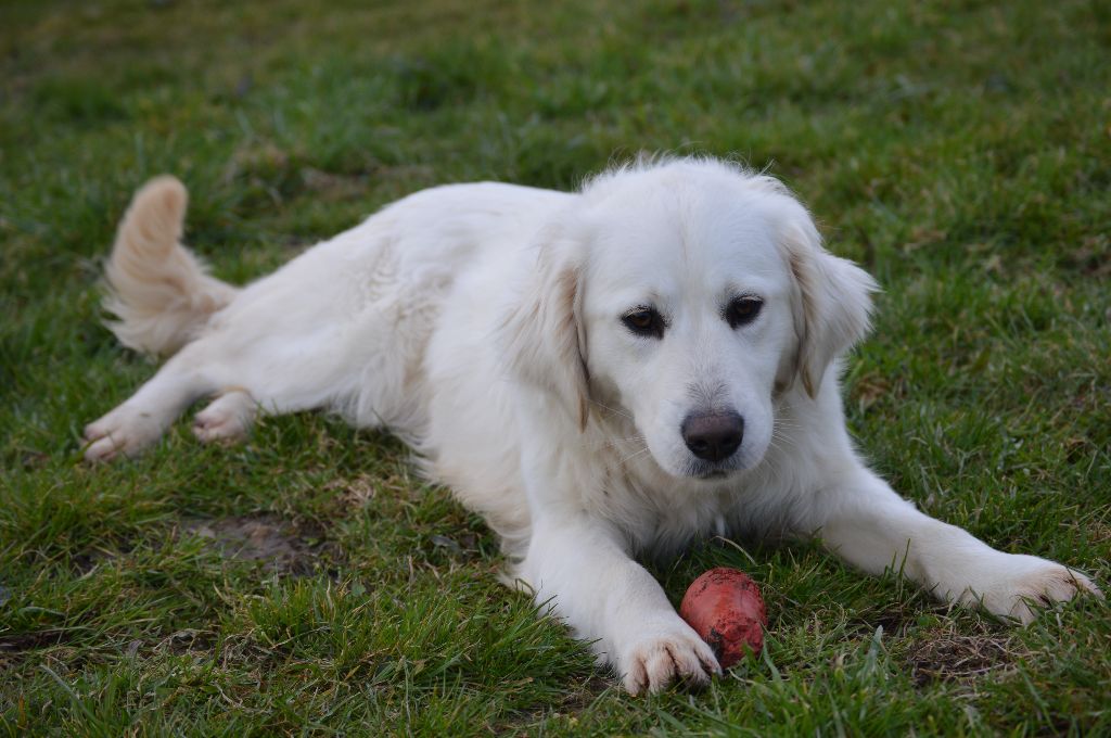 Nala Des Fripouilles