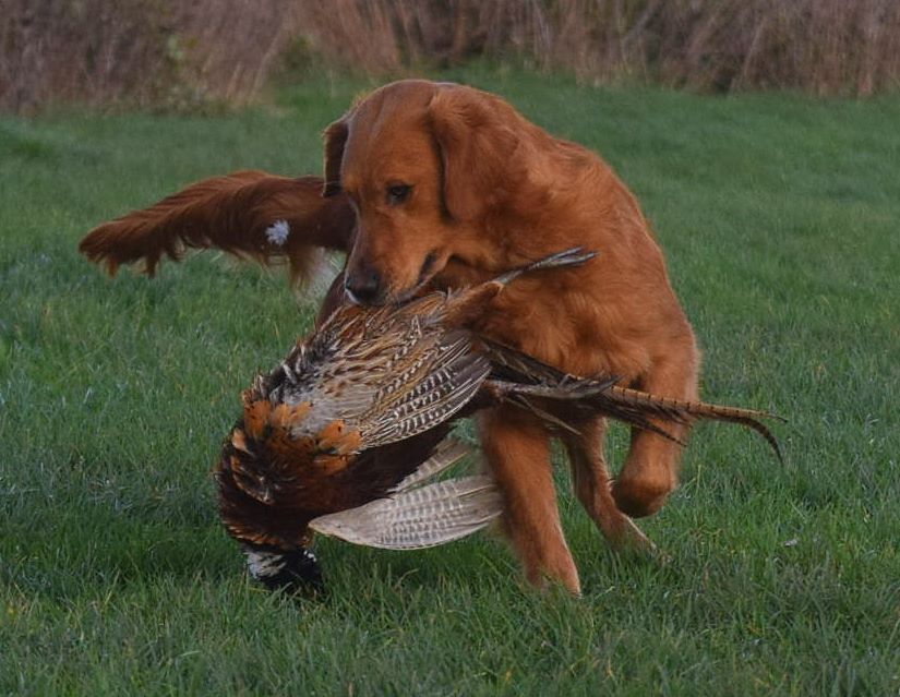 Publication : of Glharama Auteur : Glharama Gundogs