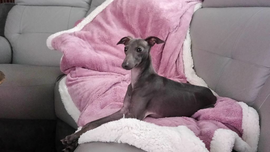 Publication : des elfes de la masure Auteur : Botella Eric