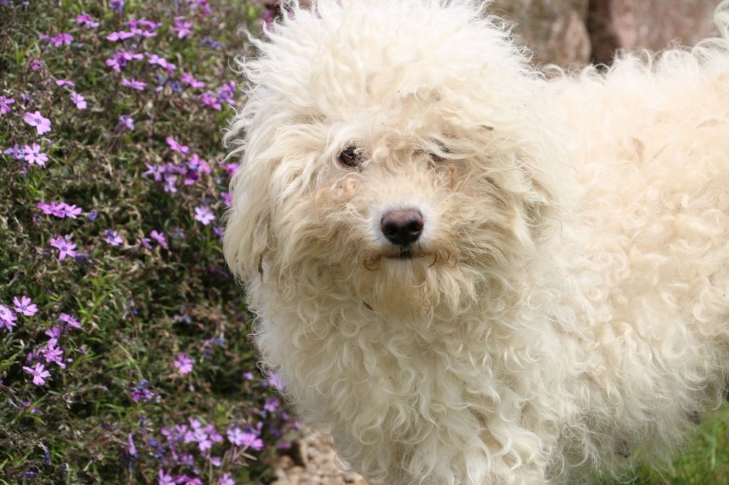 Publication : de la tour de milandre Auteur : TDM