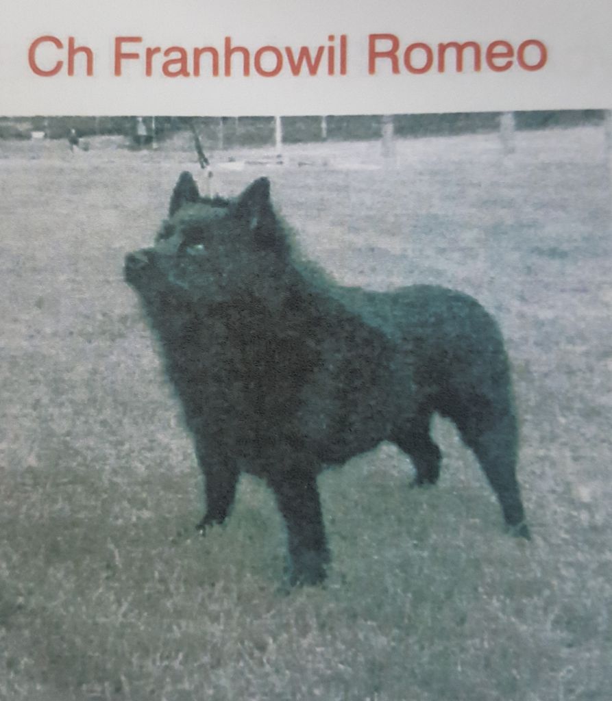 CH. franhowil Roméo