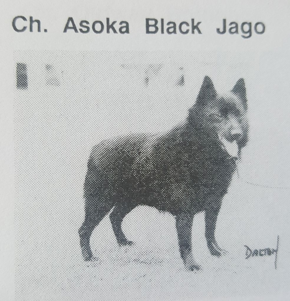 CH. asoka Black jago