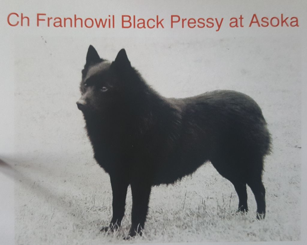 CH. franhowil Black pressy for asoka