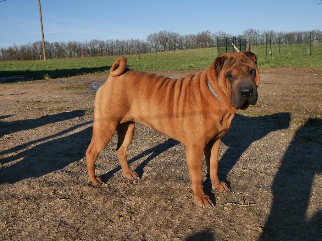 Publication : Jazzy' Pei