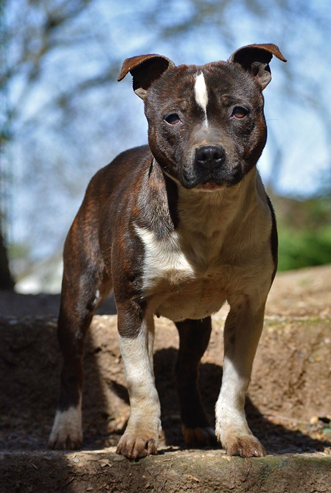 Mary poppins Of Suprême Staffy's