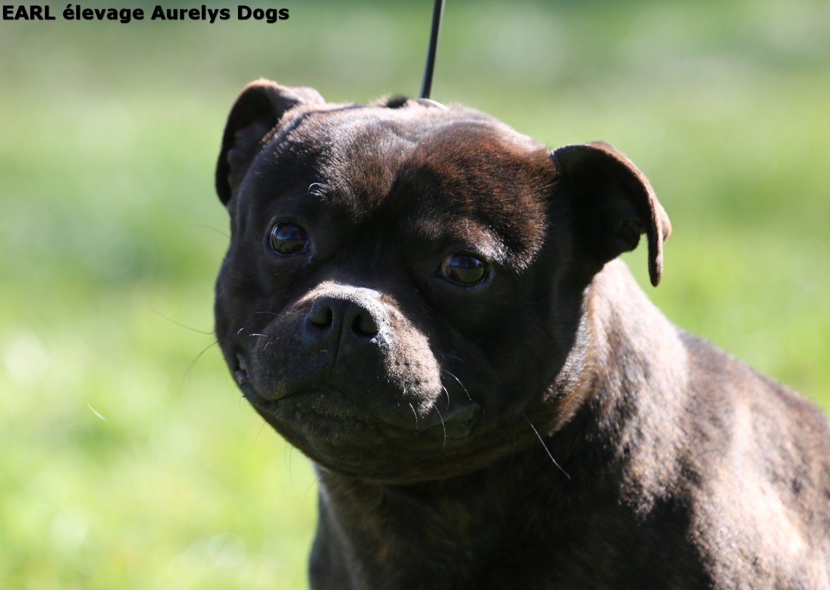 Publication : Aurely's Dogs Auteur : EARL élevage Aurelys Dogs
