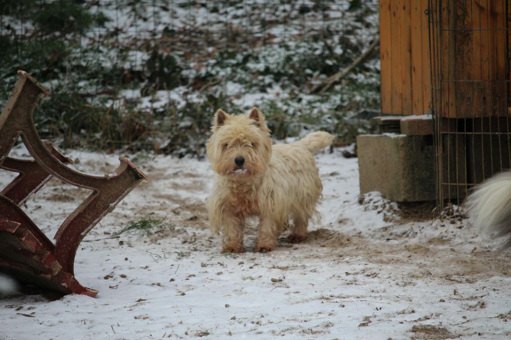 Publication : De Nos Amis Canins Auteur : photo prise 28/02/2018