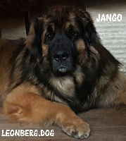 Étalon Leonberger - Mon chien Du Grand Hêtre Pourpre