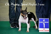 Étalon Bull Terrier Miniature - CH. Poypoy Speed Perfect I'one