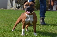 Étalon Staffordshire Bull Terrier - Jamerock's Lord billy boy