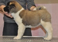 Étalon Akita americain - Nébula Marvel'house Akitas