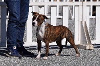 Étalon American Staffordshire Terrier - Miss america De L'empreinte De L'espoir