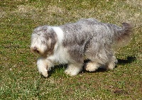 Étalon Bearded Collie - Lizzy de L'Ouvernhat