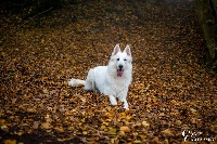 Étalon Berger Blanc Suisse - Miss aloha Bleizi Asgard