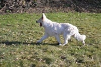 Étalon Berger Blanc Suisse - Loup-anne du petit Duc Victoria