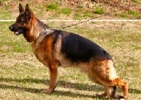 Étalon Berger Allemand - Eddy Vom holtkamper see