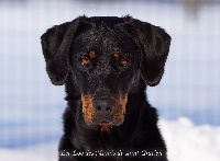 Étalon Berger de Beauce - CH. Lee loo des Marais de Saint-Gratien