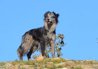 Étalon Berger des Pyrenees à face rase - CH. Pierrette bleue de de la Vallée du Mouton