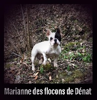 Étalon Bouledogue français - Marianne Des flocons de denat
