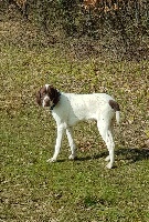 Étalon Braque français, type Gascogne (grande taille) - Ness du Clos Morgan