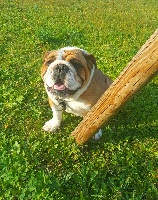 Étalon Bulldog Anglais - Lagertha du jardin des bulls