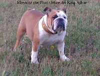 Étalon Bulldog Anglais - Ekera of the post office du King Arthur