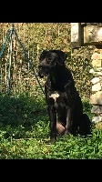 Étalon Cane Corso - Elektra cane d'oro italiano