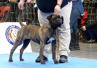 Étalon Cane Corso - Leia Des Sentinelles D'orion