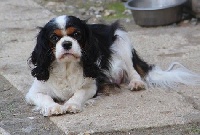 Étalon Cavalier King Charles Spaniel - Malice du domaine de Runneval