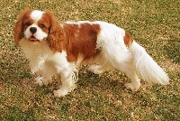 Étalon Cavalier King Charles Spaniel - Indigo De Jereylle