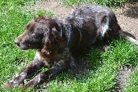 Étalon Chien d'Oysel allemand - Des monts du lac d'annecy Maya