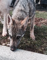 Étalon Chien-loup tchecoslovaque - Narow damon du domain laska divoka (Sans Affixe)