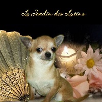 Étalon Chihuahua - Merlin du Jardin des Lutins