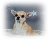 Étalon Chihuahua - Indy Du clos des flamboyants