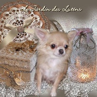 Étalon Chihuahua - Meredite du Jardin des Lutins