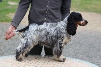 Étalon Cocker Spaniel Anglais - Menhot Ar Ti Marellek